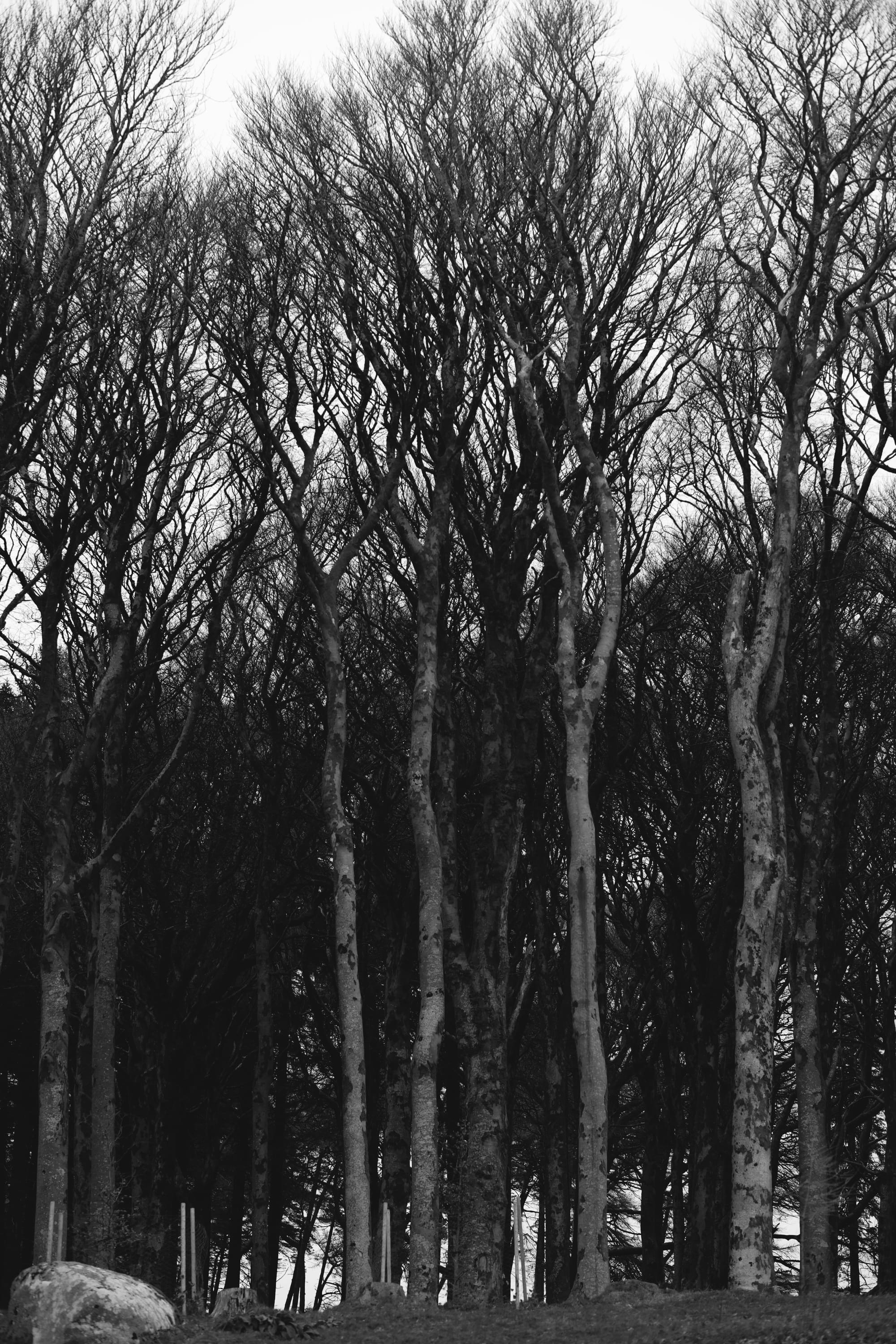 A black and white photo of tall trees